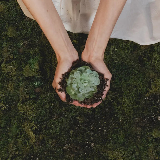 Hands holding a green succulent with soil, symbolizing sustainable furniture by Ferrowoods